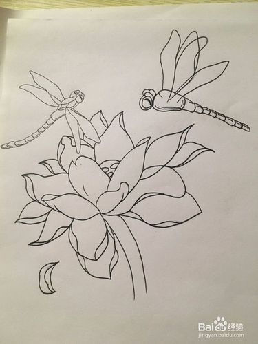 荷花白描 莲花线描画 画荷花与两只蜻蜓