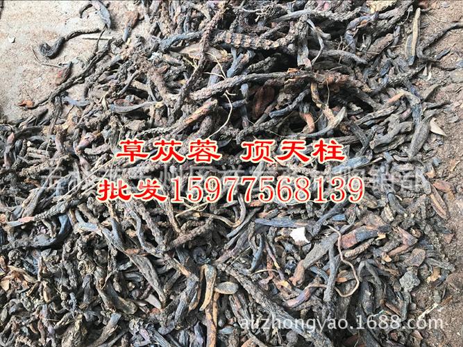 野生不老草 草苁蓉 草从容 顶天柱 回春草