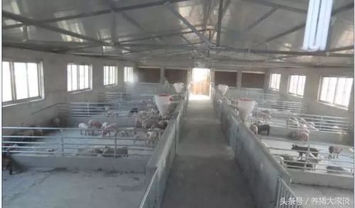 看看农村养猪的新式猪舍,温控地暖,新风系统一应俱全