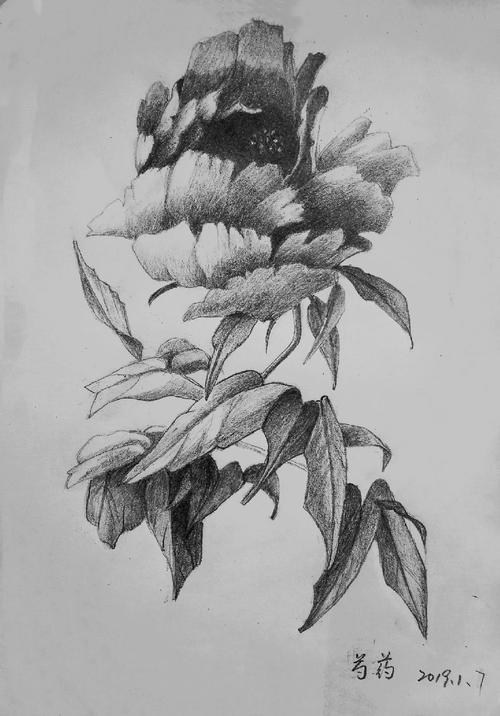 花卉素描(21幅)