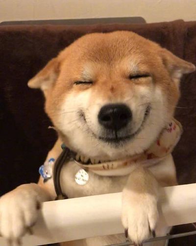 柴犬君hana的微笑