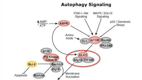 akt 和 mapk 信号通路抑制自体吞噬,负调控 mtor 的通路如 ampk 和