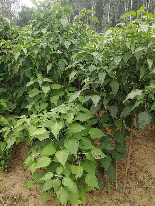 伏牛山特产山芝麻叶河南特产野生农家干菜干货脱水蔬菜芝麻叶面条