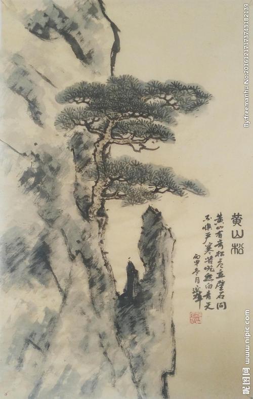 黄山松图片