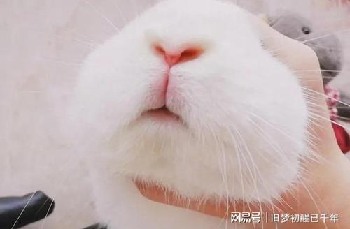 兔子的传说,你知道吗?