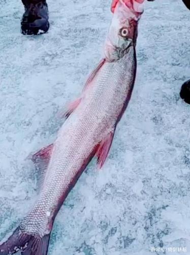 兴凯湖大白鱼