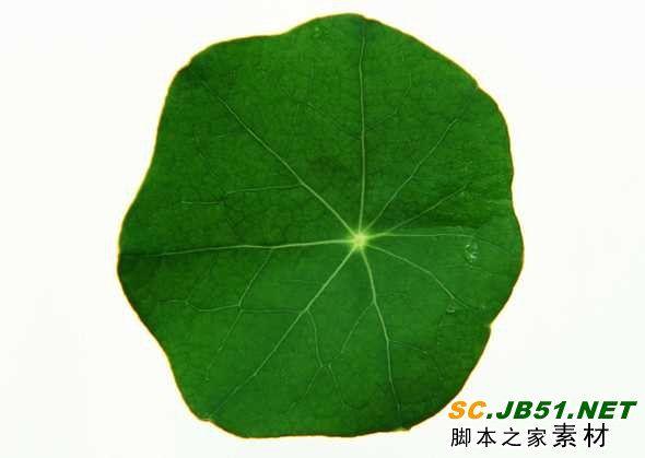 圆形树叶图片