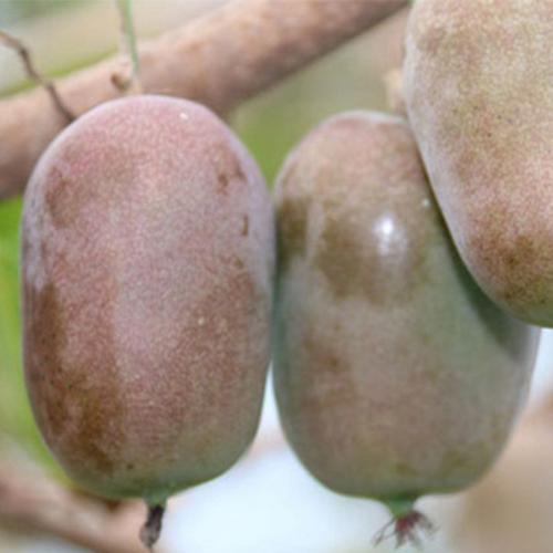 圣一 圣一农业 红佳丽软枣猕猴桃 猕猴桃苗木 红佳丽软枣猕.