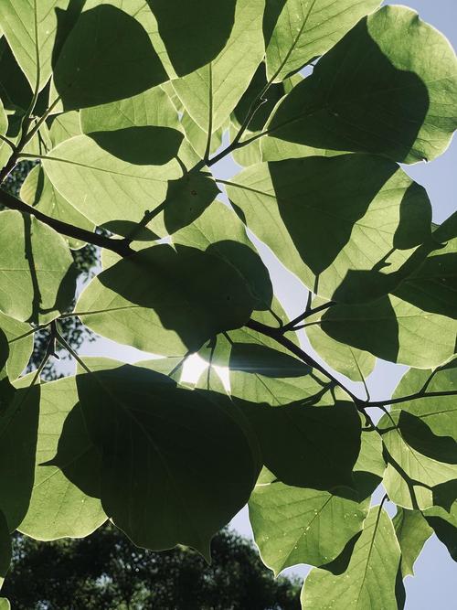 玉兰的叶子也美丽