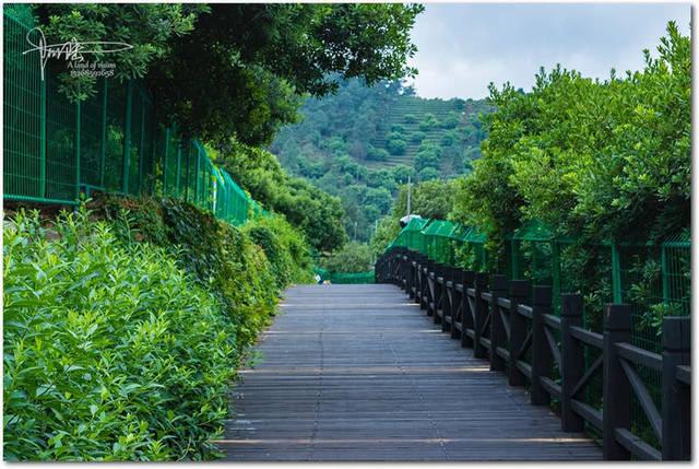 苏州有村,名树山