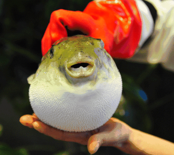 尝鲜再也不用拿命拼,国家认证的无毒河豚,让你想吃多少就吃多少!