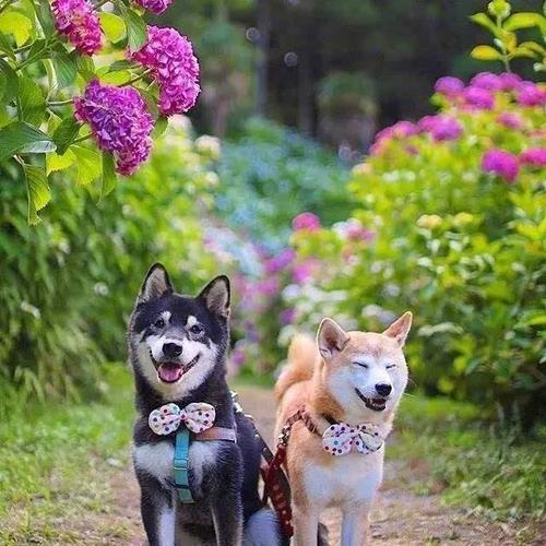 被两只柴犬秀恩爱秀一脸!