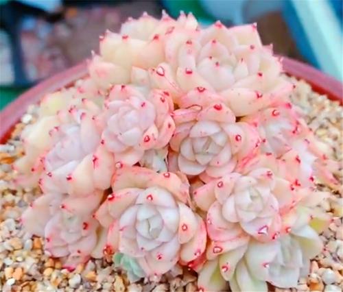 最清新美丽的景天科多肉麦秆,秋天记住3要点,爆盆上色