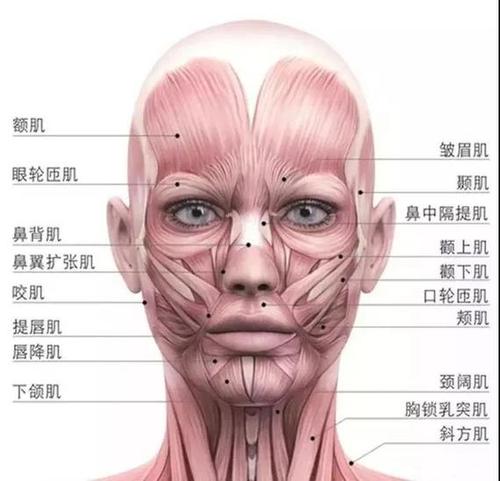 笑肌和降口角肌,大约是42块