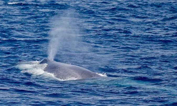 海洋纪录片中的鲸鱼 总是有水雾从头顶喷出