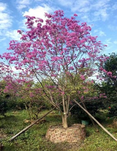 粉花风铃木