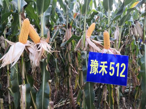 以稀植大穗,包头严,抗病耐旱等优点集中一身的豫禾512,即将开启黄淮海