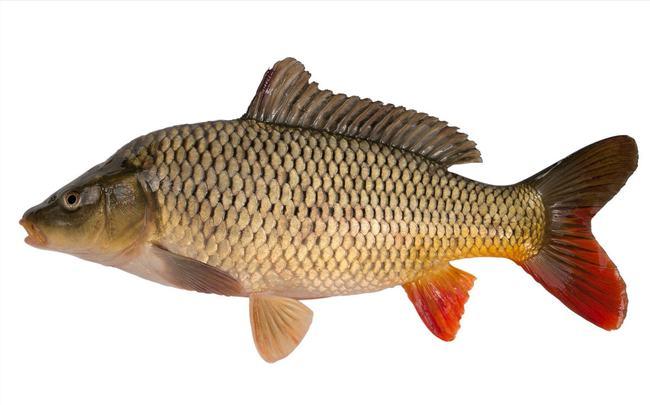 黄河鲤鱼扬名3000多年纯种鲤鱼凤毛麟角杂交危害有多大