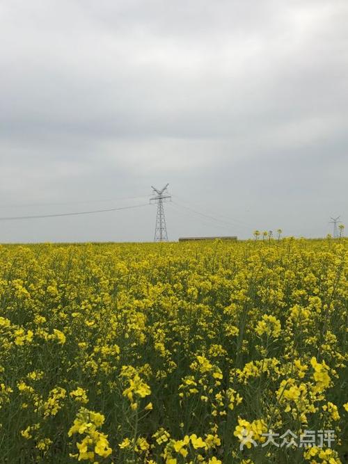 封丘首届万亩油菜花旅游节图片 - 第5张