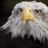 老鹰头像大全大图霸气凶猛老鹰头像大图点击鼠标右键下载