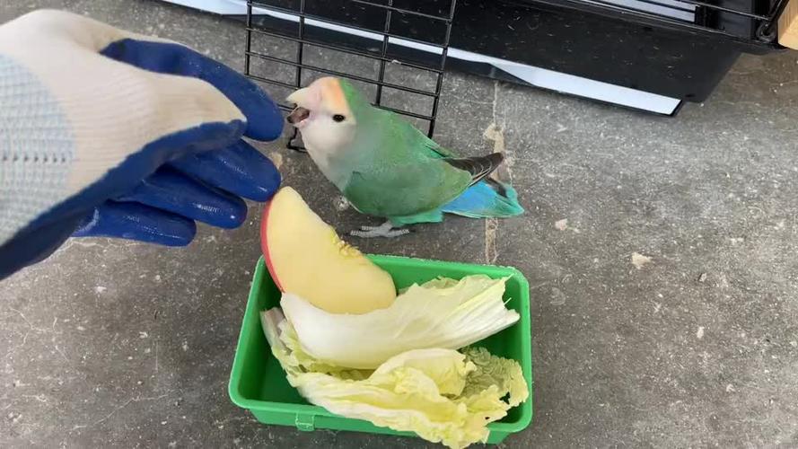 家里牡丹鹦鹉下6颗蛋,性格变得异常凶狠见人就咬