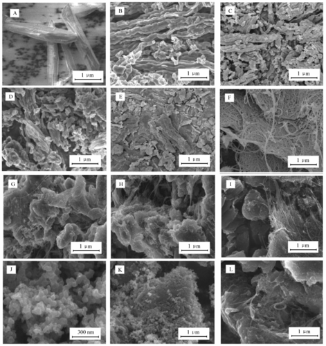 各种样品的扫描电子显微镜照片 fig.