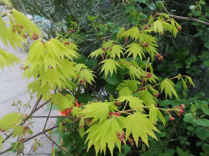 春天的枫树,真的是温柔