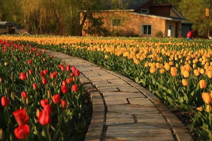 五家渠郁金香.   观花地:兵团第六师五家渠市青格达湖景区内