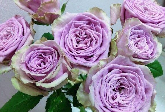 40种蓝紫色月季品种你见过几种?