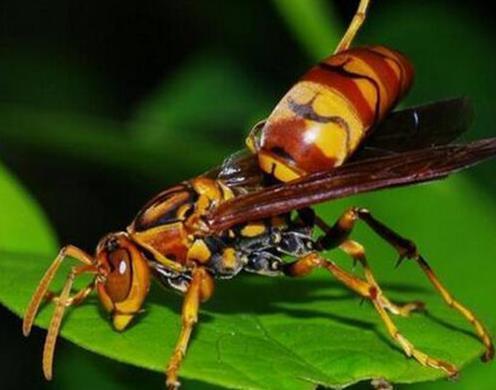 十大最厉害的蜂排行榜腾讯新闻