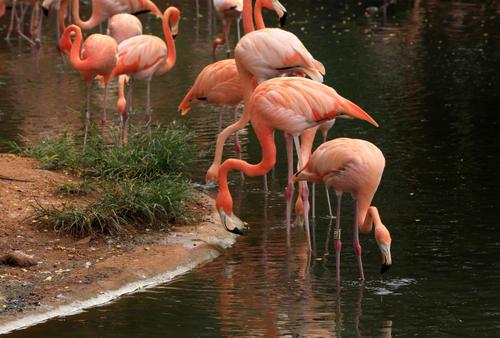 其它 海口 红树湾风景区里的火烈鸟 写美篇   近日,去海南西海岸旅游