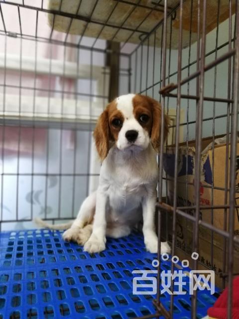 出售英国皇室名犬