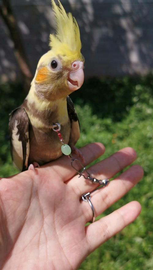 你们要的鹦鹉脖套视频来了～_玄凤鹦鹉_宠物_宠物其他