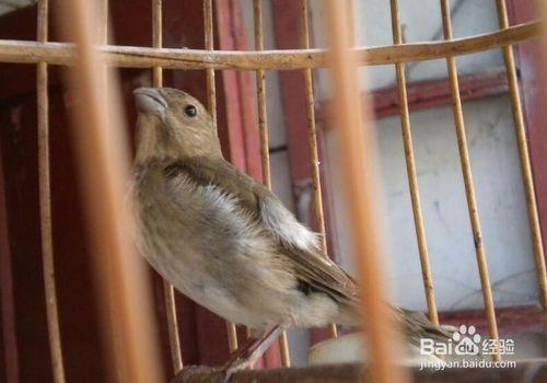 极品麻料鸟怎么挑选