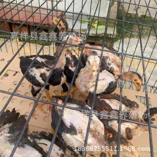 大量出售5两到一斤左右纯种越南斗鸡苗|斗鸡苗批发价格|景区斗鸡