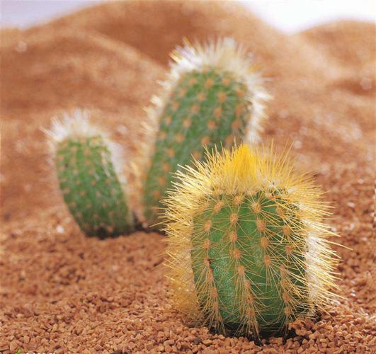 "仙人掌沙漠英雄花"——海港区杜庄学区高庄小学一年级美术创新绘画之