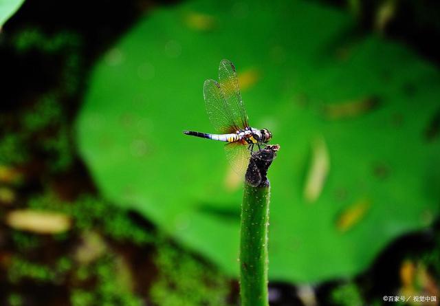 二,乐仙蜻蜓 透明的翅膀,蓝色的躯体,身姿挺拔,充满青春活力.