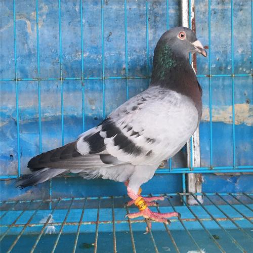 新到广州南粤之星-罗剑星 广东大爱春棚 参赛费1600 喜欢联系