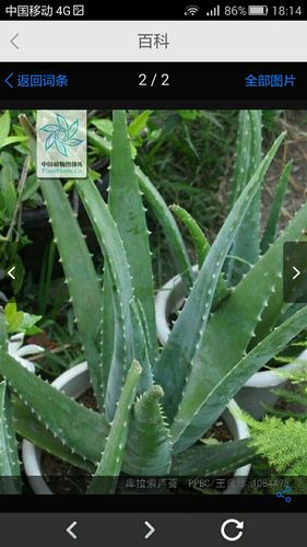 这是什么品种的芦荟?有什么功效?