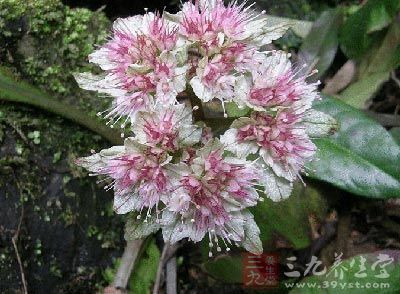 大叶金腰,又名:马耳朵草,龙香草