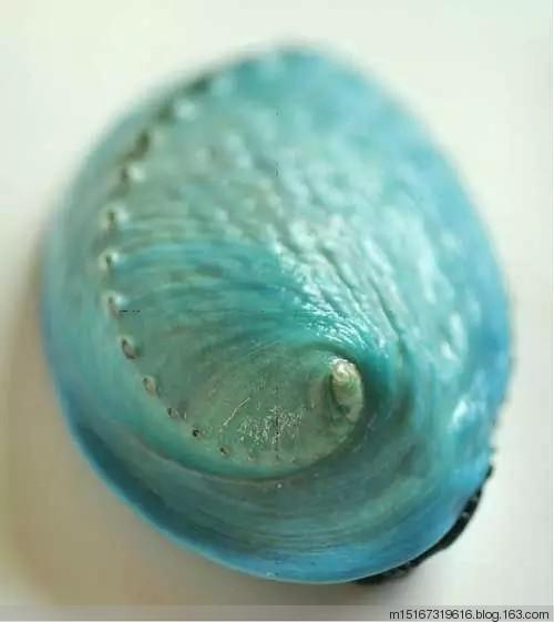 这些珍贵的海螺,你见过吗? - 七月飞雪 - m151673196的博客