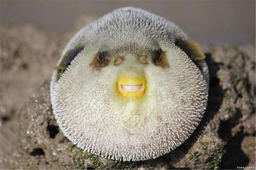 日料中的河豚是怎样的?