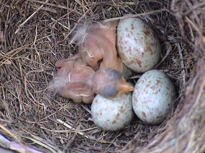 报春鸟孵出4只小鸟