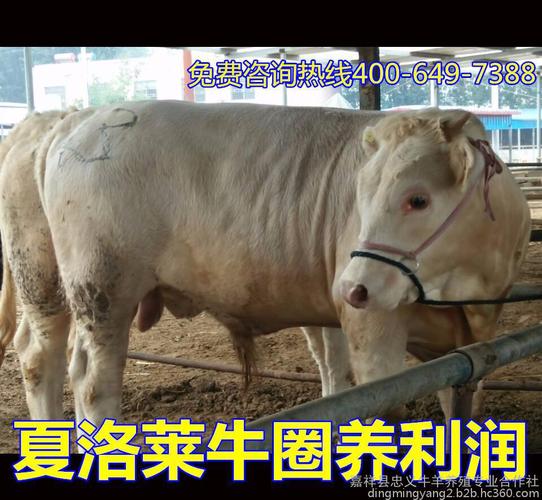 肉牛种牛
