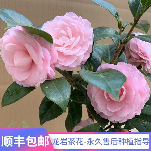 宫粉茶花又名小桃红广东粉纯粉色文瓣花型带花苞山茶苗名贵品种