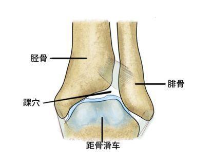 我们的胫骨和腓骨组成踝穴,距骨形成滑车,彼此配合来完成屈伸动作.