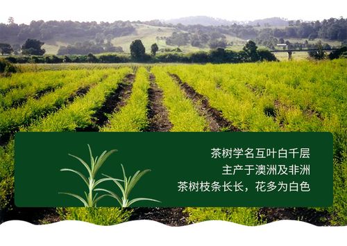 澳洲茶树精油洗发沐浴套装植物控油去屑滋养抑制头螨滋生拯救受损头皮