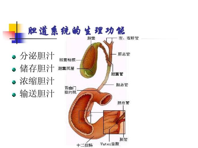胆道疾病 上一页第7页 下一页 你可能喜欢 胆道疾病病人的护理 肝脏