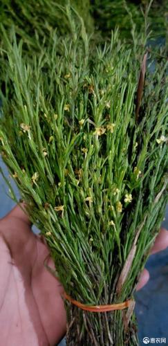 独脚柑 独脚金(疳积草)2020年新货a.b货均有