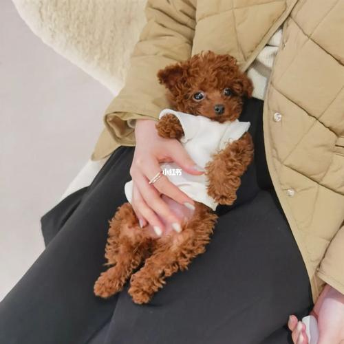 爱笑的修98_泰迪_迷你小泰迪_宠物_狗_晒狗